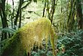 Papillaria Cloudforest-Mt Budawang