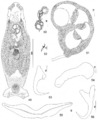 Parasite150040-fig7 Pseudorhabdosynochus sulamericanus Santos, Buchmann & Gibson, 2000 - FIGS 49-56