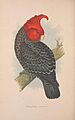 Parrots in captivity (Vol. 3. PL. 26) Gang-Gang or Ganga Cockatoo (8527261295)