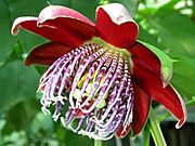 Passiflora alata flower (1)