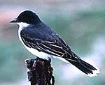 Pe-easternkingbird
