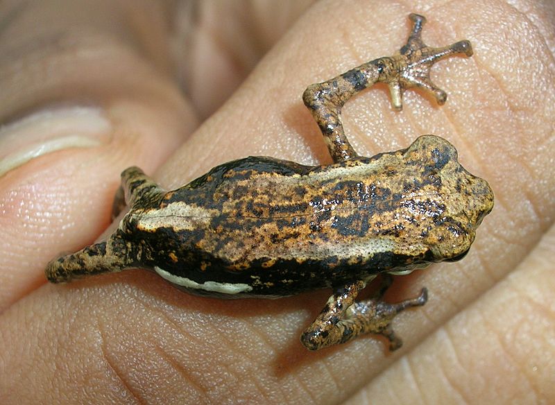 PedostibesTuberculosus5