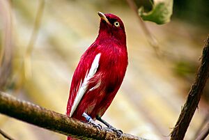 Perched Pompadour Cotinga.jpg