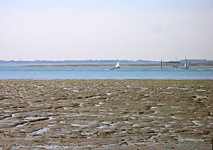Pilsey Island, Chichester Channel - geograph.org.uk - 523019.jpg