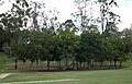 Playground at Sherwood Arboretum