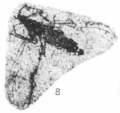 Plecia nana holotype Rice 1959 pl1 fig8