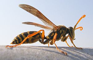 Polistes chinensis antennalis (cropped).jpg