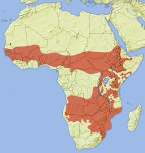 Prionops plumatus distribution map.png