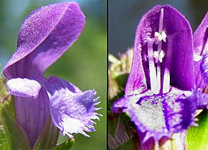 Prunella vulgaris-flowers