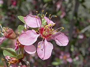 Prunus andersonii (5069725342).jpg