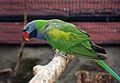 Psittacula derbiana -aviary -male-8a