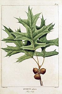 Quercus palustris, Redouté, François André Michaux