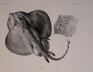 Raja fyllae from Lütken 1898 appendix