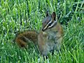 Red-tailed Chipmunk (Tamias ruficaudus)