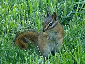 Red-tailed Chipmunk (Tamias ruficaudus).jpg