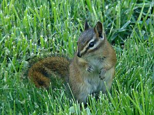 Red-tailed chipmunk Facts for Kids