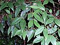 Rhodamnia rubescens Elvina Bay