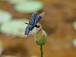 Rhyothemis Fuliginosa Flutterer Dragonfly チョウトンボ On A Lotus Flower ハス (218928483)