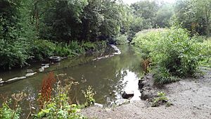 River Crane in Crane Park 2