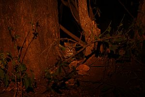 Rusty spotted cat 2