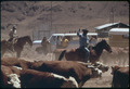 SPRING ROUNDUP OF PAIUTE-OWNED CATTLE BEGINS AT SUTCLIFFE PYRAMID LAKE INDIAN RESERVATION. CORALLING AND BRANDING IS... - NARA - 553104 color corrected