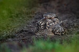 Savanna nightjar Facts for Kids