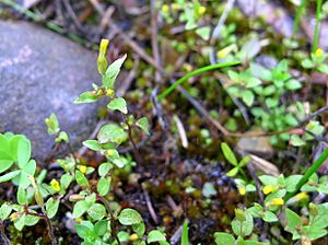 Short-flowered monkeyflower (Mimulus breviflorus) (8050925638).jpg