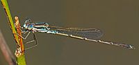 Slender ringtail damselfy Austrolestes analis male (31718210563)