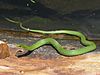 Smooth Green Snake.jpg