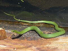 Smooth Green Snake