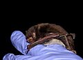 Southeastern Myotis