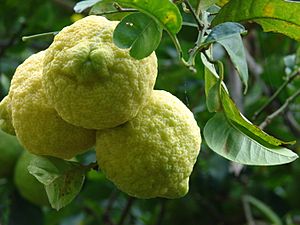 Starr 061105-1366 Citrus limon.jpg