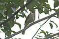 Striated Bulbul Khangchendzonga National Park West Sikkim India 26.04.2016