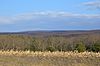 Stubble field and forest in Wells Township.jpg
