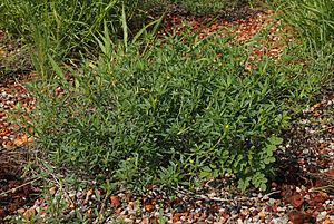 Stylosanthes hamata habit.jpg