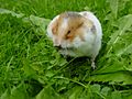 Syrian hamster filling his cheek pouches with Dandelion leaves