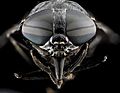 Fly Facts for Kids