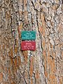 Torrey Pine Bark Mature