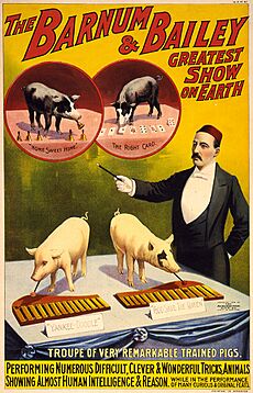 Troupe of very remarkable trained pigs, poster for Barnum & Bailey, 1898
