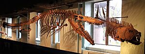 Tylosaurus rex hunting Xiphactinus audax ANSP