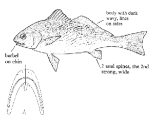 Umbrina roncador mspc099