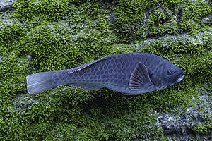 Vieja colorada (Sparisoma cretense), Monte da Guia, isla de Fayal, Azores, Portugal, 2020-07-26, DD 44.jpg