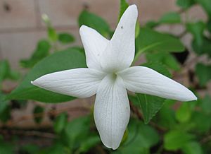 Viola chamissoniana subsp. chamissoniana (4756267765).jpg