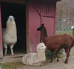 Waterloo Park Llamas Alpacas 2019