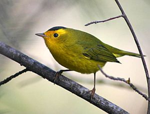 Small greenish bird with yellow face and black cap, perched on a diagonal branch