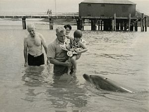 "Opo" (Known as "Opo Jack"), the celebrity dolphin of Opononi, entertains visitors in 1956 (16260412919)