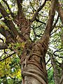 雀榕 Ficus superba var. japonica 20210717091156 24