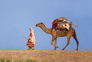 A Balochi woman traveling with her camel