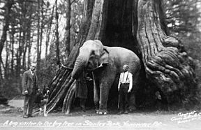A big visitor to the big tree in Stanley Park, Vancouver B.C..jpg
