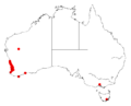 Acacia truncataDistMap916